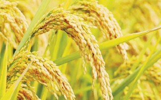 Giá lúa gạo hôm nay ngày 31/10: Giá lúa bật tăng trở lại, gạo biến động trái chiều